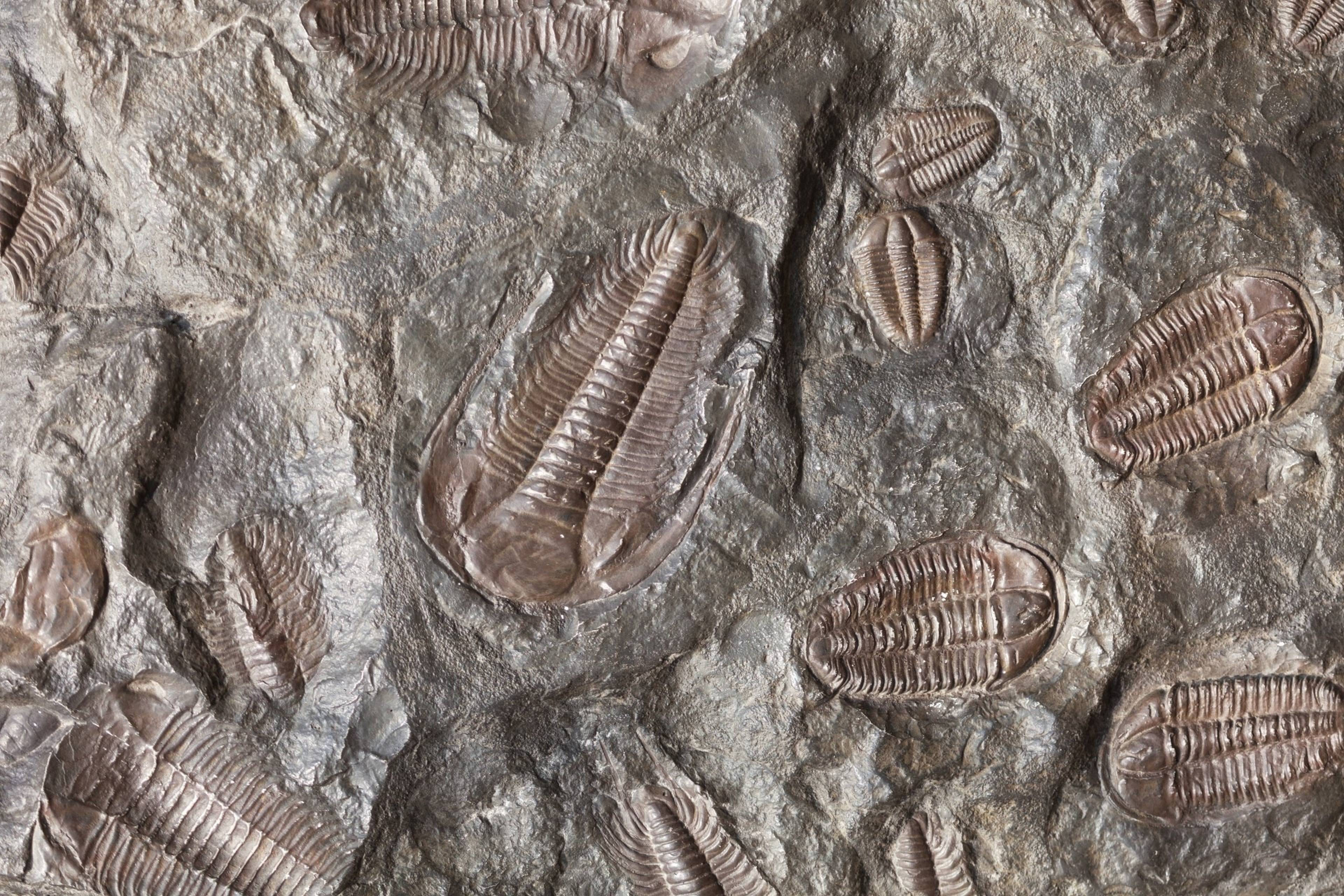 10 extinct trilobite species discovered by Texas State researcher in
